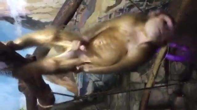 好色猴子自慰  好色猴子自慰