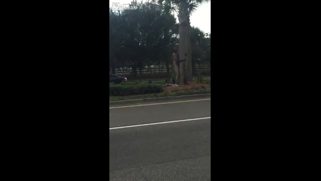 黑人幹樹頭  黑人幹樹頭